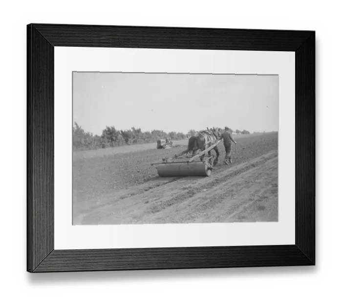 Framed Print : Farmers rolling seeds. 1935