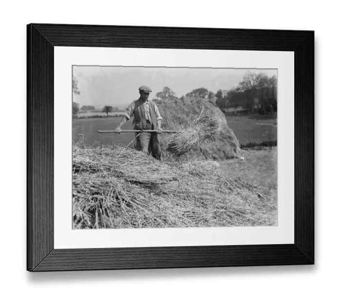 Framed Print : Farmers and farm workers opening up the stack. 1936