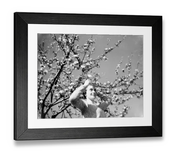 Framed Print : A young woman amongst the apple blossom. 1935 Framed Print : A young woman amongst the apple blossom. 1935