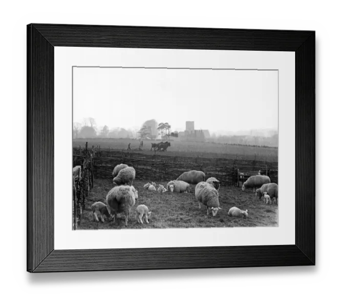 Framed Print : Farm scene in Kent in the early spring. Between the wars Framed Print : Farm scene in Kent in the early spring. Between the wars