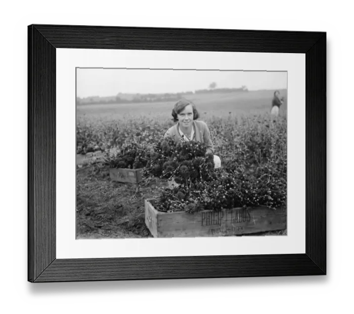 Framed Print : A young girl holds a bunch of freshly picked chrysanthemums. 1936 Framed Print : A young girl holds a bunch of freshly picked chrysanthemums. 1936