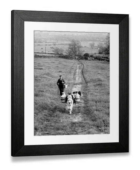 Framed Print : Jimmy the donkey with milk churns