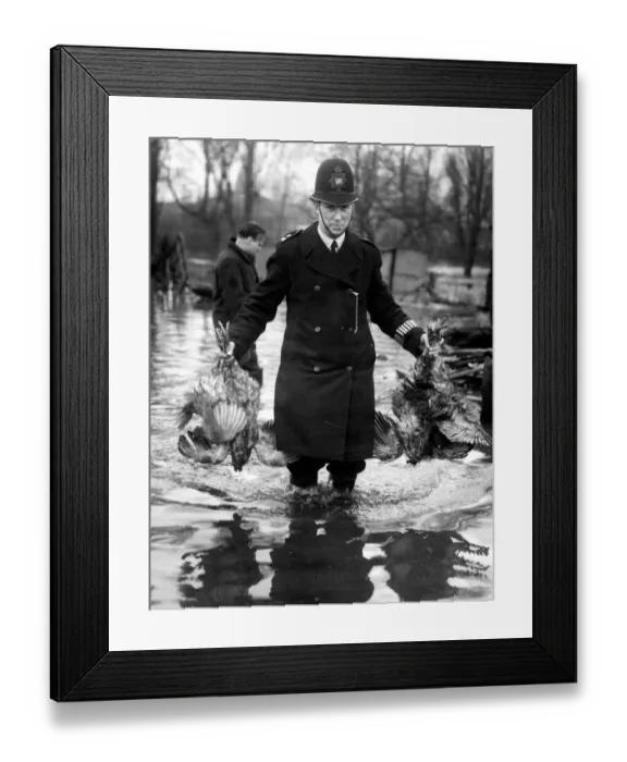 Framed Print : Police rescue poultry from poultry farms in the flooded area of the Thames in Kent