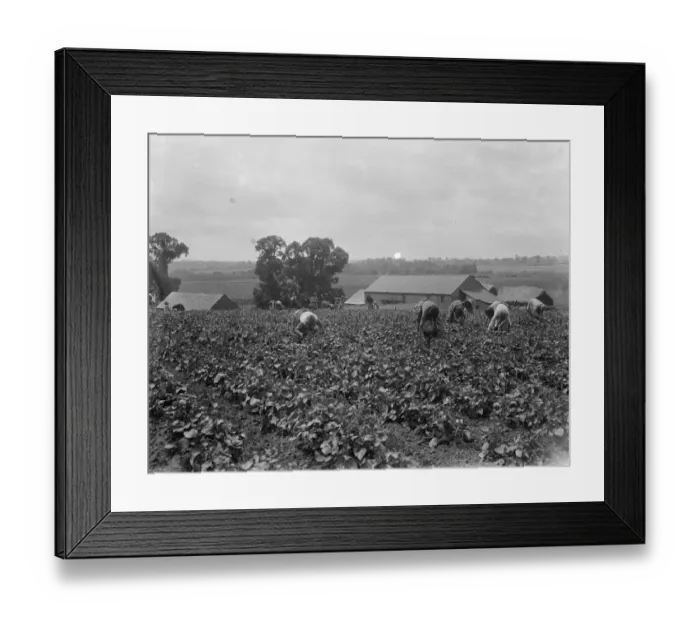 Framed Print : Bean picking in Gravesend. 1936