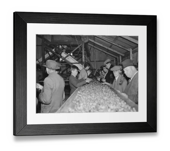 Framed Print : McConnel hinds, hop pickers work on the machine belt. 1937
