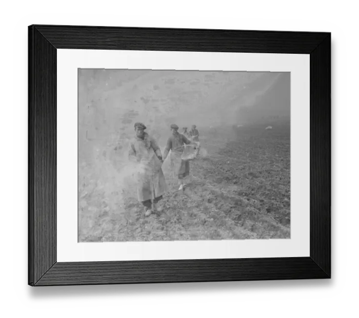 Framed Print : Farm workers spreading bone fertilizer on the fields in St Mary Cray, Kent. 1936 Framed Print : Farm workers spreading bone fertilizer on the fields in St Mary Cray, Kent. 1936