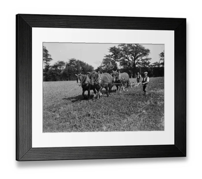 Framed Print : Kent plough team. 1935 Framed Print : Kent plough team. 1935