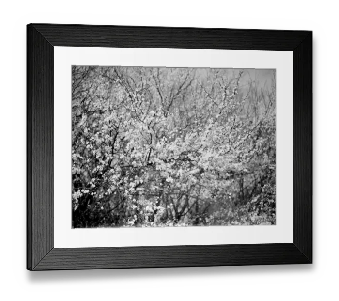 Framed Print : Blackthorn blossom in Farningham, Kent 1938 Framed Print : Blackthorn blossom in Farningham, Kent 1938