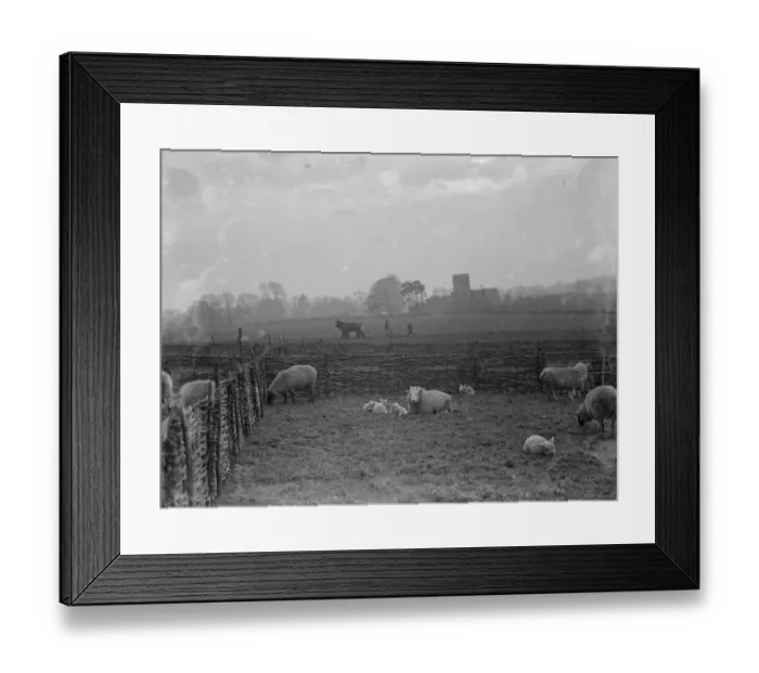 Framed Print : The early lambing season brings a lovely sight at Horton Kirby in Kent. February 1936 Framed Print : The early lambing season brings a lovely sight at Horton Kirby in Kent. February 1936