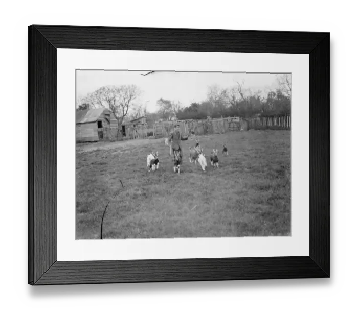 Framed Print : A herd boy in a field with a group of kids at a goat farm in Birling, Kent. 1939 Framed Print : A herd boy in a field with a group of kids at a goat farm in Birling, Kent. 1939