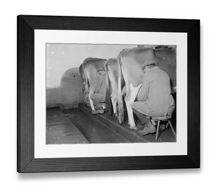 Framed Print : Milking cows. 1937 Framed Print : Milking cows. 1937