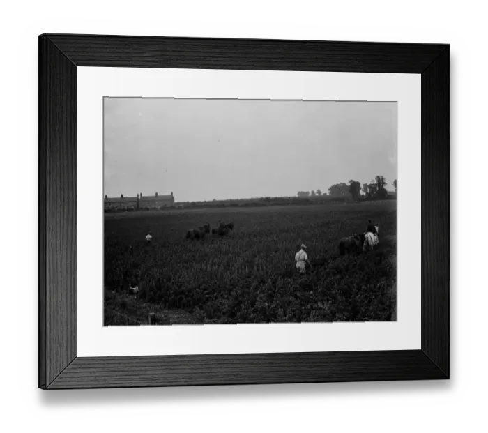 Framed Print : A farmer and his team of horses plough a field in Ruxley. 1936 Framed Print : A farmer and his team of horses plough a field in Ruxley. 1936