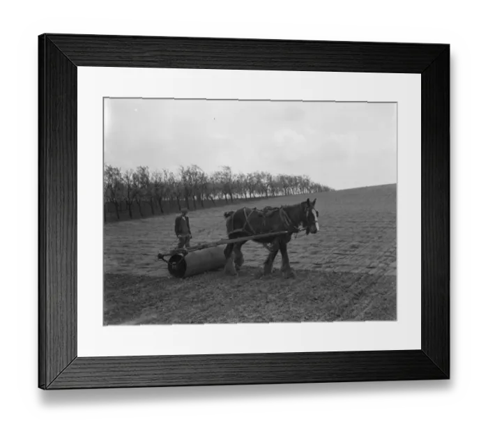 Framed Print : A farmer and his horse rolling in the beans in Crockenhill, Kent. 1937 Framed Print : A farmer and his horse rolling in the beans in Crockenhill, Kent. 1937
