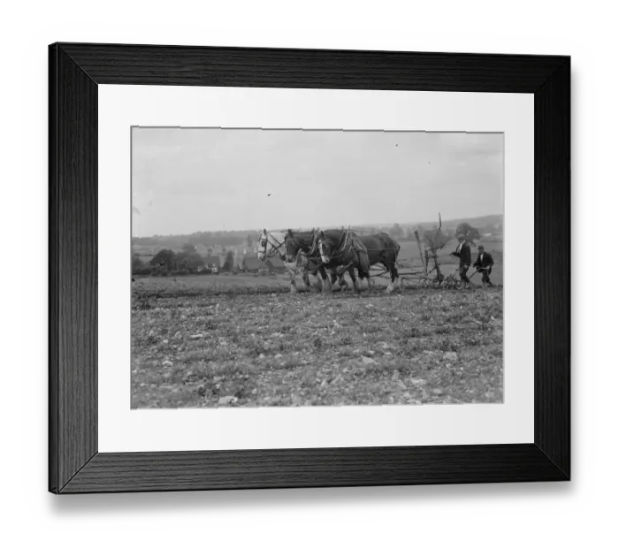 Framed Print : A farmer and his team of horses plough a field. 1935 Framed Print : A farmer and his team of horses plough a field. 1935