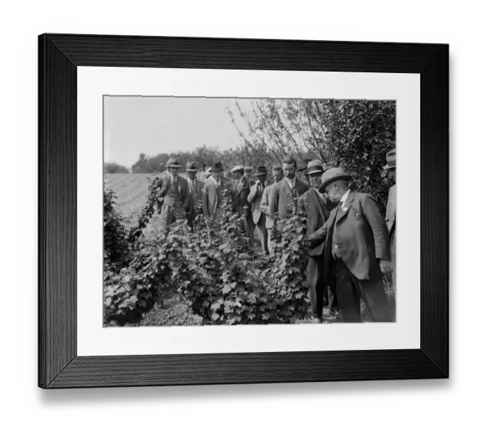 Framed Print : Currant plantation inspection. 1935 Framed Print : Currant plantation inspection. 1935