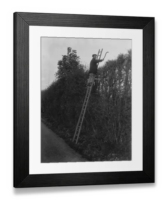 Framed Print : Farmers trim hedges by hand in Beltring, Kent. 1936 Framed Print : Farmers trim hedges by hand in Beltring, Kent. 1936