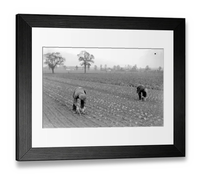 Framed Print : Planting winter lettuce in a field. November 1934 Framed Print : Planting winter lettuce in a field. November 1934