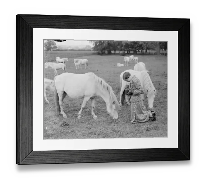 Framed Print : White ponies feeding in the paddock. One is trying to eat the photographers foot Framed Print : White ponies feeding in the paddock. One is trying to eat the photographers foot