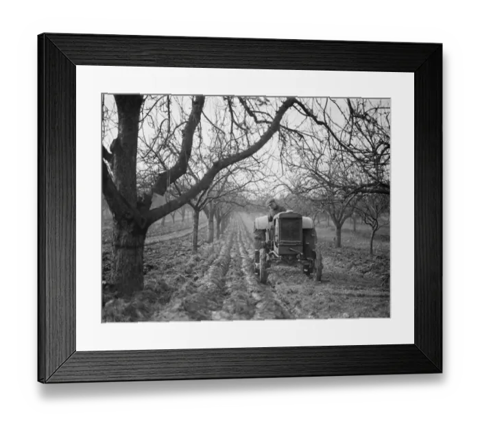 Framed Print : A farmer ploughs the grounds around his trees in an orchard in Farningham, Kent. 1938 Framed Print : A farmer ploughs the grounds around his trees in an orchard in Farningham, Kent. 1938
