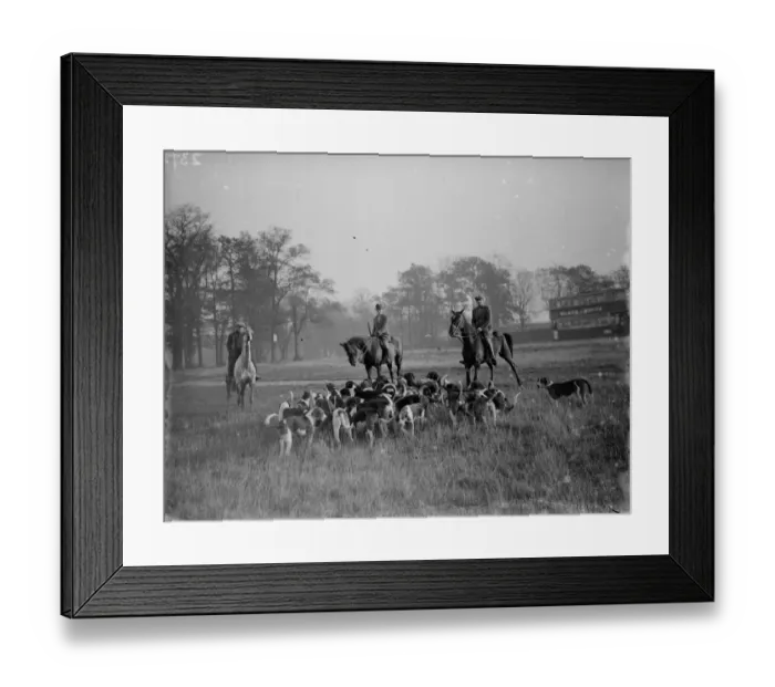 Framed Print : Exercising hounds, Blackheath. 1935 Framed Print : Exercising hounds, Blackheath. 1935