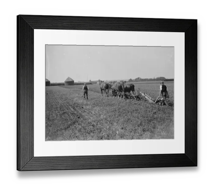 Framed Print : Kent plough team. 1935 Framed Print : Kent plough team. 1935