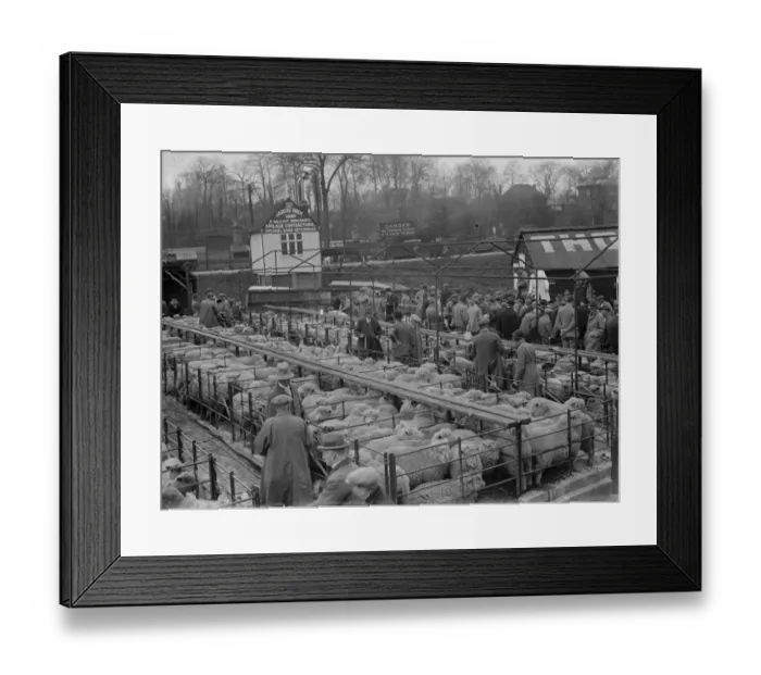 Framed Print : Sevenoaks Livestock Market. 1935 Framed Print : Sevenoaks Livestock Market. 1935