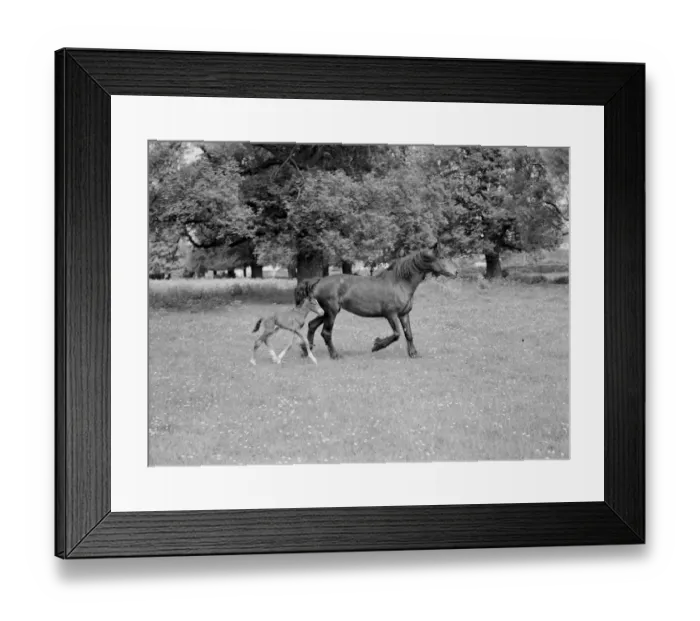 Framed Print : A mare and her colt running through a field. 1937