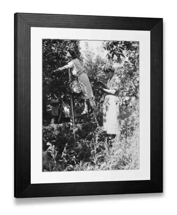 Framed Print : East Malling Research Station open day. Young women picking fruit and recording data Framed Print : East Malling Research Station open day. Young women picking fruit and recording data