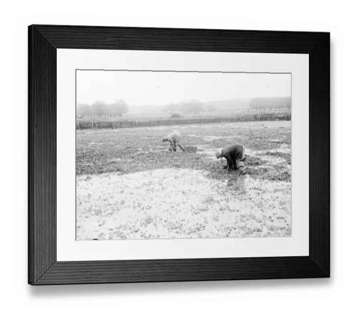 Framed Print : Watercress growing. 1939