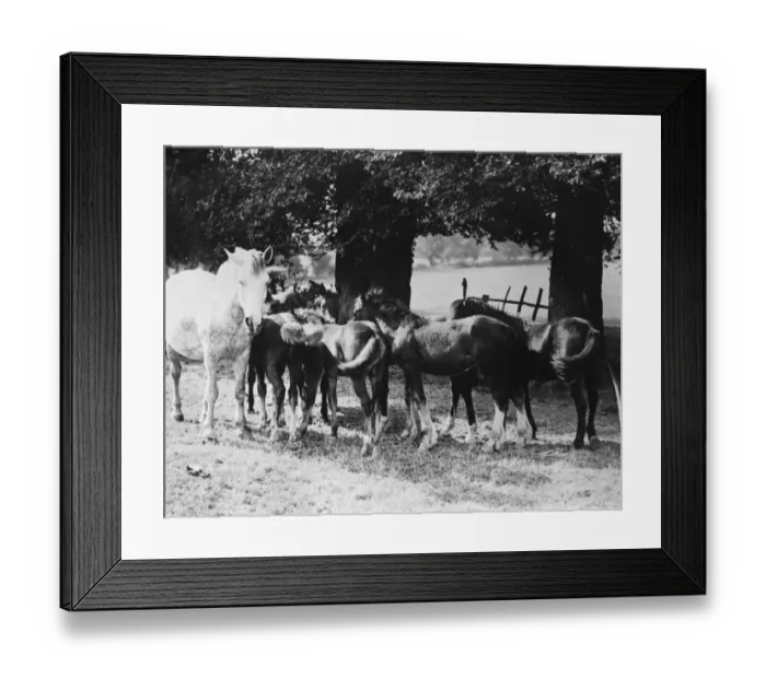 Framed Print : A mare and foals in Farningham, Kent. 1939 Framed Print : A mare and foals in Farningham, Kent. 1939