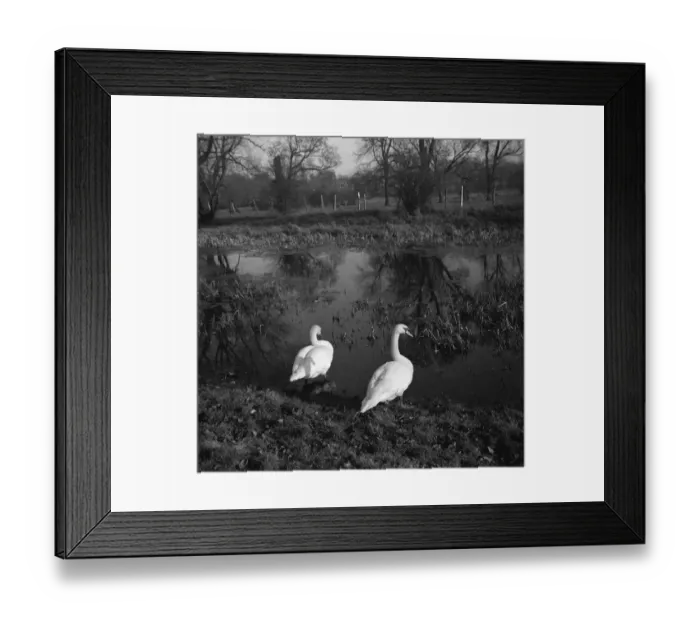 Framed Print : Swans looking at their own reflection in the river Cray in Footscray Framed Print : Swans looking at their own reflection in the river Cray in Footscray