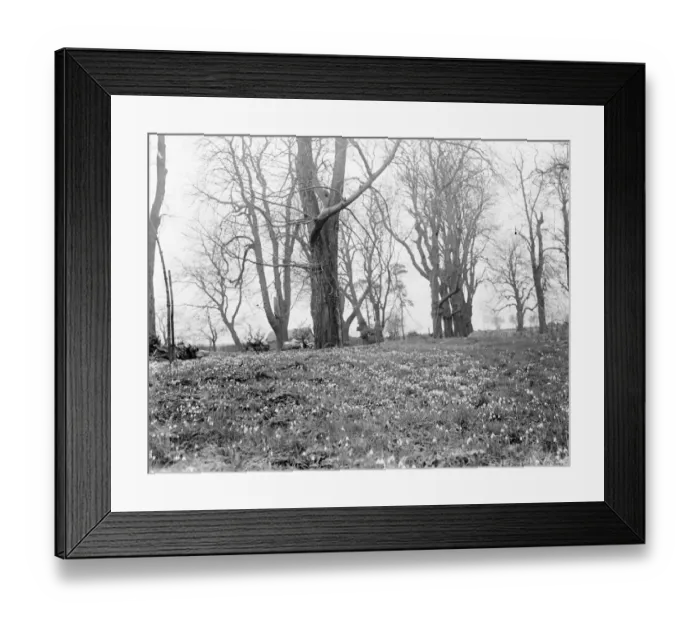 Framed Print : Snowdrops. 1937 Framed Print : Snowdrops. 1937