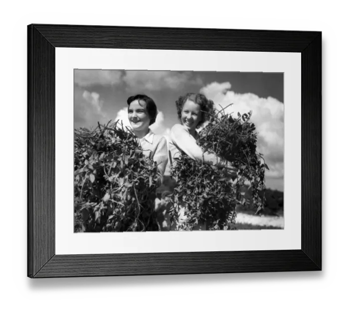 Framed Print : John Topham slide show John Topham presentation Topham lecture Hop picking near Framed Print : John Topham slide show John Topham presentation Topham lecture Hop picking near