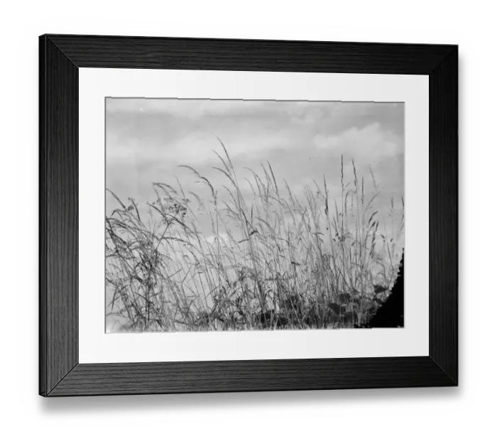 Framed Print : A hay field. 1937 Framed Print : A hay field. 1937