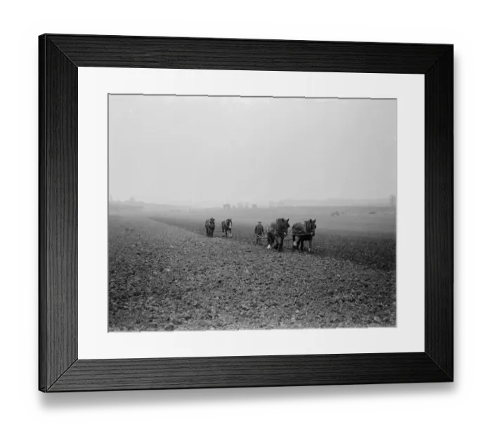Framed Print : A farmer and his horse team plough a field in Hockenden, Kent. 1939 Framed Print : A farmer and his horse team plough a field in Hockenden, Kent. 1939