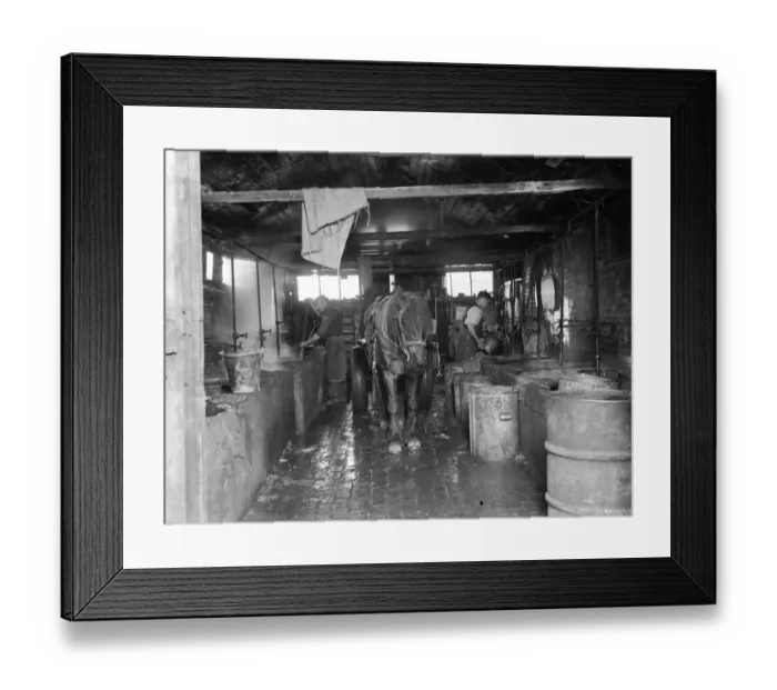 Framed Print : Men making mash for the pigs at Tripes pig farm, Orpington, Kent. 1936