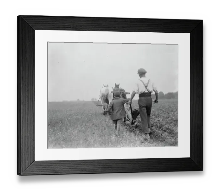 Framed Print : A farmer and his team of horse team plough a field in Kingsdown, Kent. A boy follows Framed Print : A farmer and his team of horse team plough a field in Kingsdown, Kent. A boy follows
