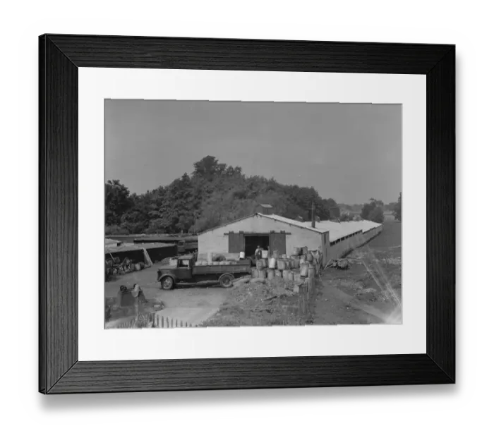 Framed Print : Hales Pig Farm in Footscray, Kent. 21 June 1937 Framed Print : Hales Pig Farm in Footscray, Kent. 21 June 1937