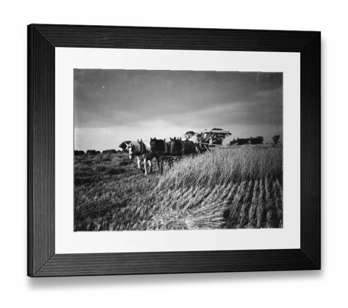 Framed Print : A farmer harvests his fields with his shire horse tethered to Massey Harris Reaper Binder Framed Print : A farmer harvests his fields with his shire horse tethered to Massey Harris Reaper Binder