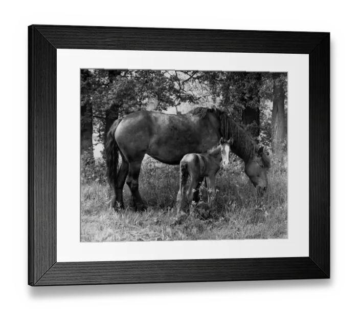 Framed Print : Mare and Foal Animal Misc Framed Print : Mare and Foal Animal Misc