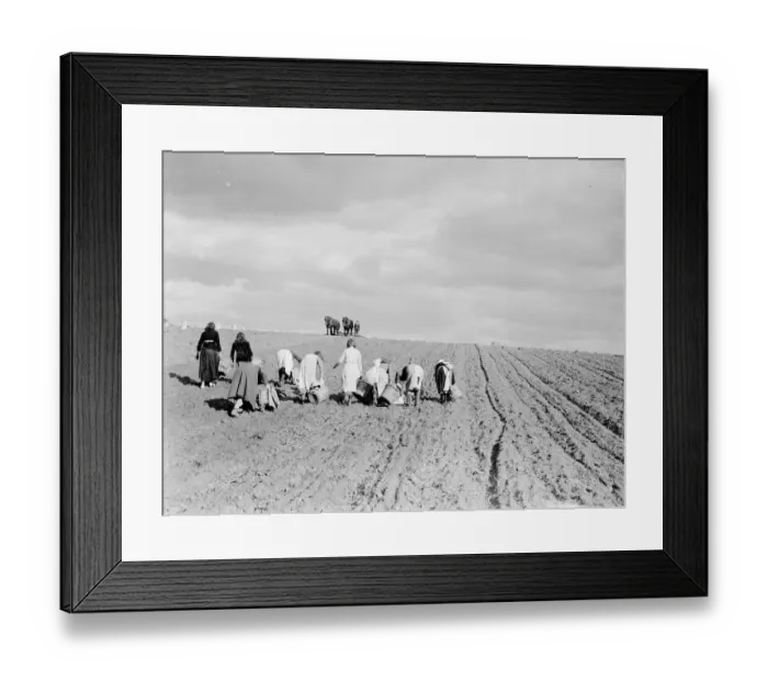 Framed Print : Potato pickers in St Mary Cray, Kent. 1938 Framed Print : Potato pickers in St Mary Cray, Kent. 1938