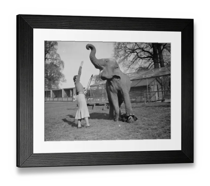 Framed Print : Training an elephant to do circus tricks at Maidstone, Kent. Note the person underneath Framed Print : Training an elephant to do circus tricks at Maidstone, Kent. Note the person underneath
