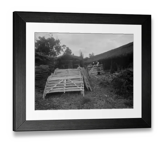 Framed Print : Hurdle making. 1937