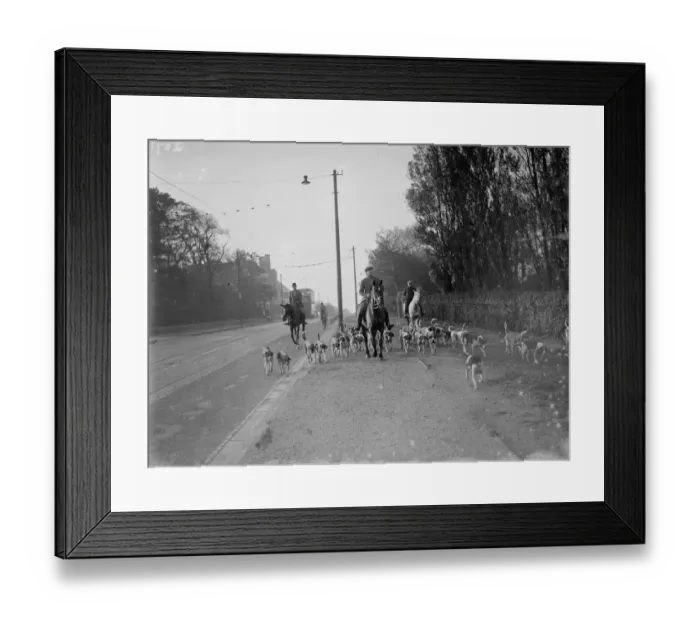 Framed Print : Exercising hounds, Blackheath. 1935 Framed Print : Exercising hounds, Blackheath. 1935