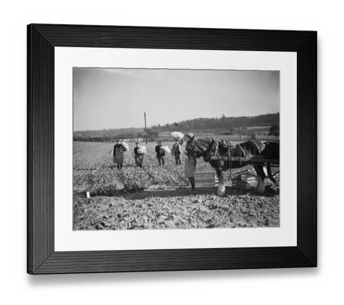 Framed Print : The daffodil harvest at Swanley in Kent. ( bunching ). 15 March 1938