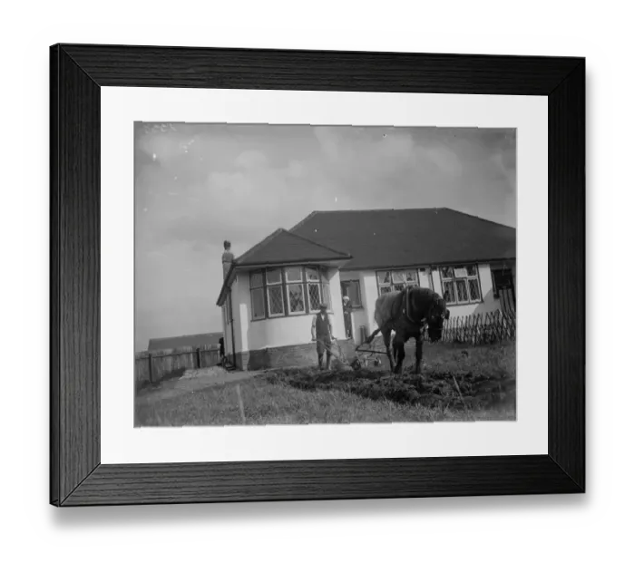 Framed Print : Ploughing up a bungalows front garden in Sidcup. Agriculture in the suburbs. 1935 Framed Print : Ploughing up a bungalows front garden in Sidcup. Agriculture in the suburbs. 1935