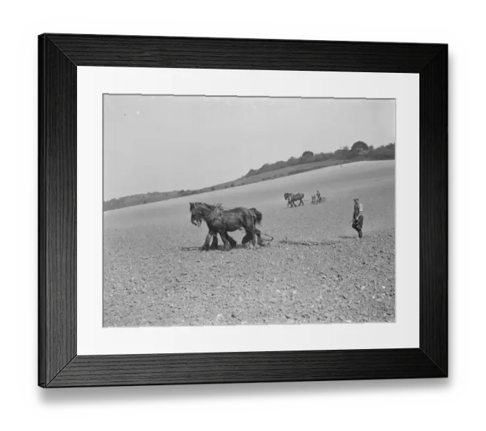 Framed Print : In the foreground a farmer uses a horse drawn harrow whilst behind you can see a