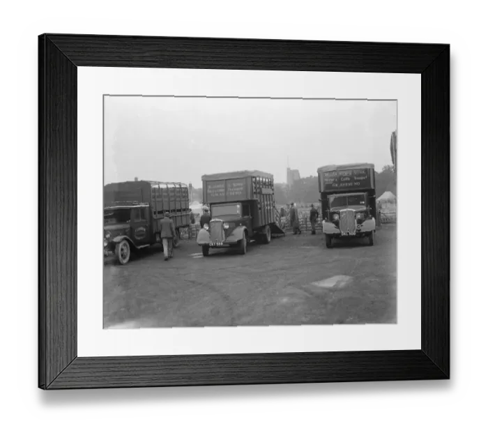 Framed Print : Sheep are being loaded up onto a Bedford lorry belonging to W James & Sons Horse Framed Print : Sheep are being loaded up onto a Bedford lorry belonging to W James & Sons Horse