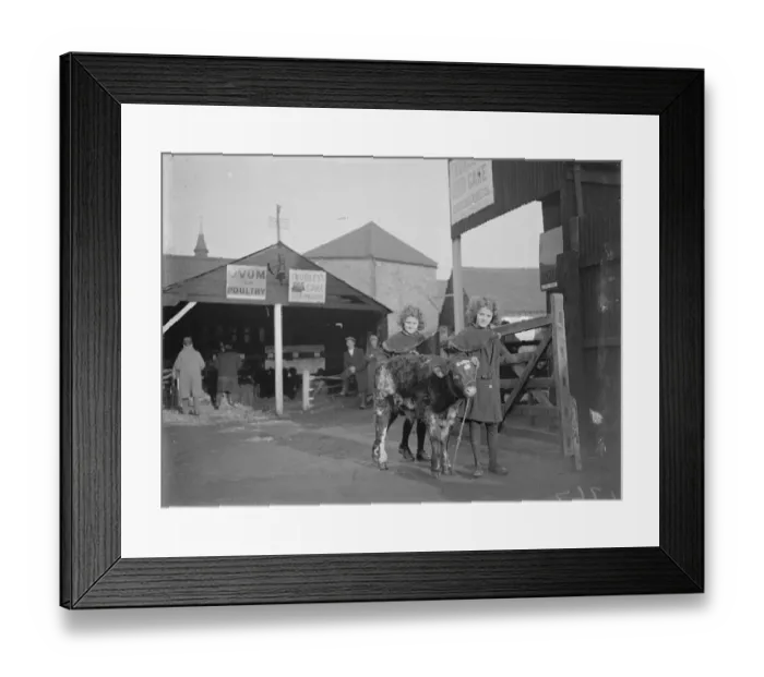 Framed Print : Dartford Fs Show. Calf and twins. 1934