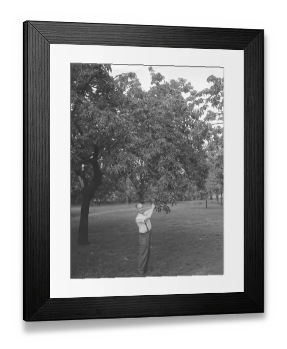 Framed Print : John Clark and his farm in Rainham, Kent cherry picking July 1946 Framed Print : John Clark and his farm in Rainham, Kent cherry picking July 1946